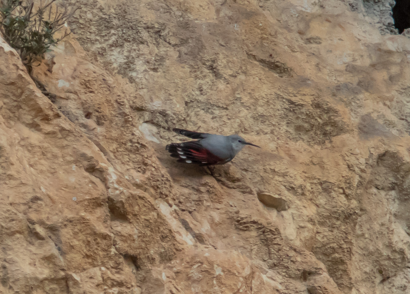 Miniature